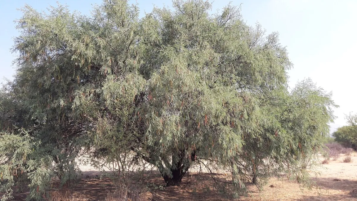 Mesquite