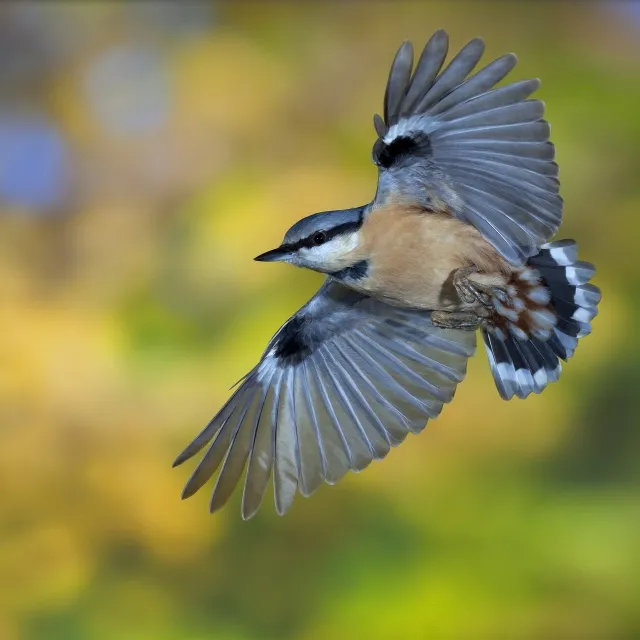 Aves